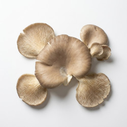 Champignon pleurote