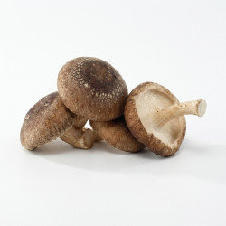 Champignon shiitake