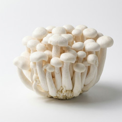 Champignon shimeji blanc 150gr