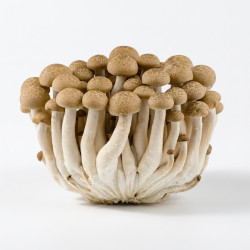 Champignon shimeji brun 150gr