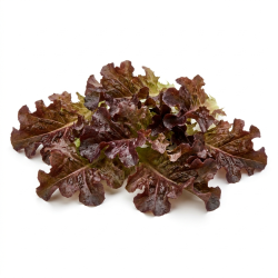 Feuille chêne rouge lavée...