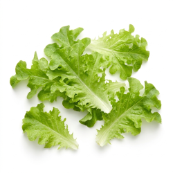 Feuille chêne verte lavée...