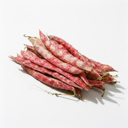 Haricot borlotti
