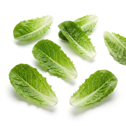 Laitue romaine en feuille...