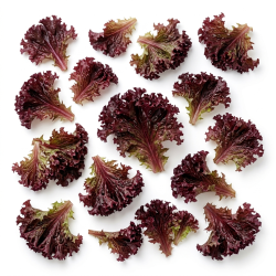 Lollo rouge en feuille