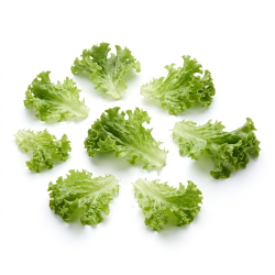 Lollo verte en feuille