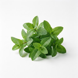 Menthe en botte
