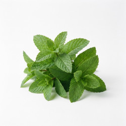 Menthe poivrée en botte