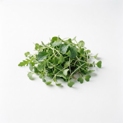 Mesclun
