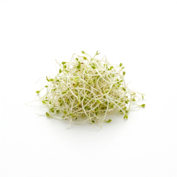 Pousse d'alfalfa 100gr
