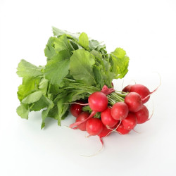 Radis rouge