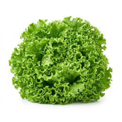 Salade batavia