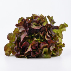 Salade feuille de chêne rouge