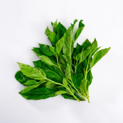 Basilic en vrac