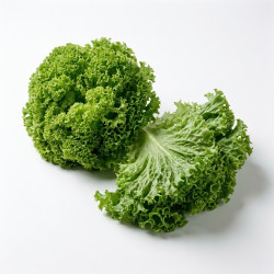 Salade lollo verte