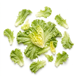 Scarole feuille lavée