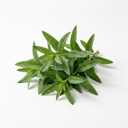 Verveine