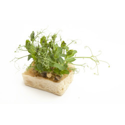 Affilla cress