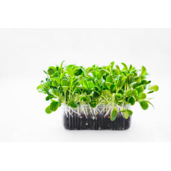 Basil cress