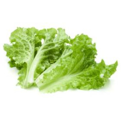 Batavia feuille lavée