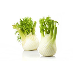 Fenouil