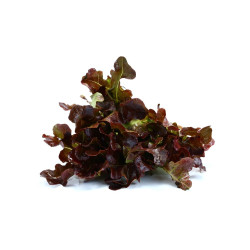 Feuille chêne rouge coupée...