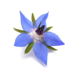 Fleur de bourrache  (sur...