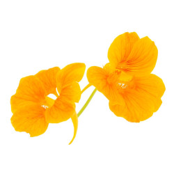 Fleur de capucine  (sur...