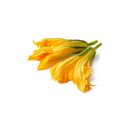 Fleur de courgette  (sur...