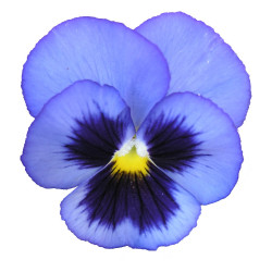 Fleur de pensée bleu  (sur...