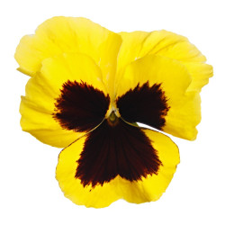 Fleur de pensée jaune  (sur...