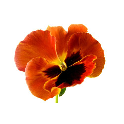 Fleur de pensée rouge  (sur...