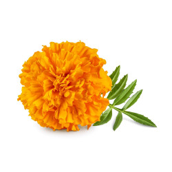 Fleur de Tagète (sur...