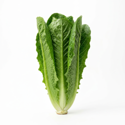 Laitue romaine