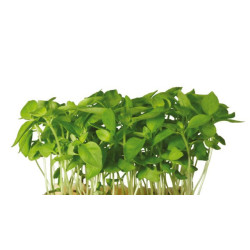 Limon cress