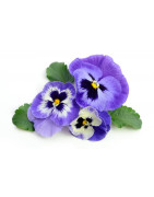 Fleur / Koppert Cress